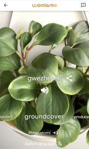ground cover plant identified using the Woolaroo app